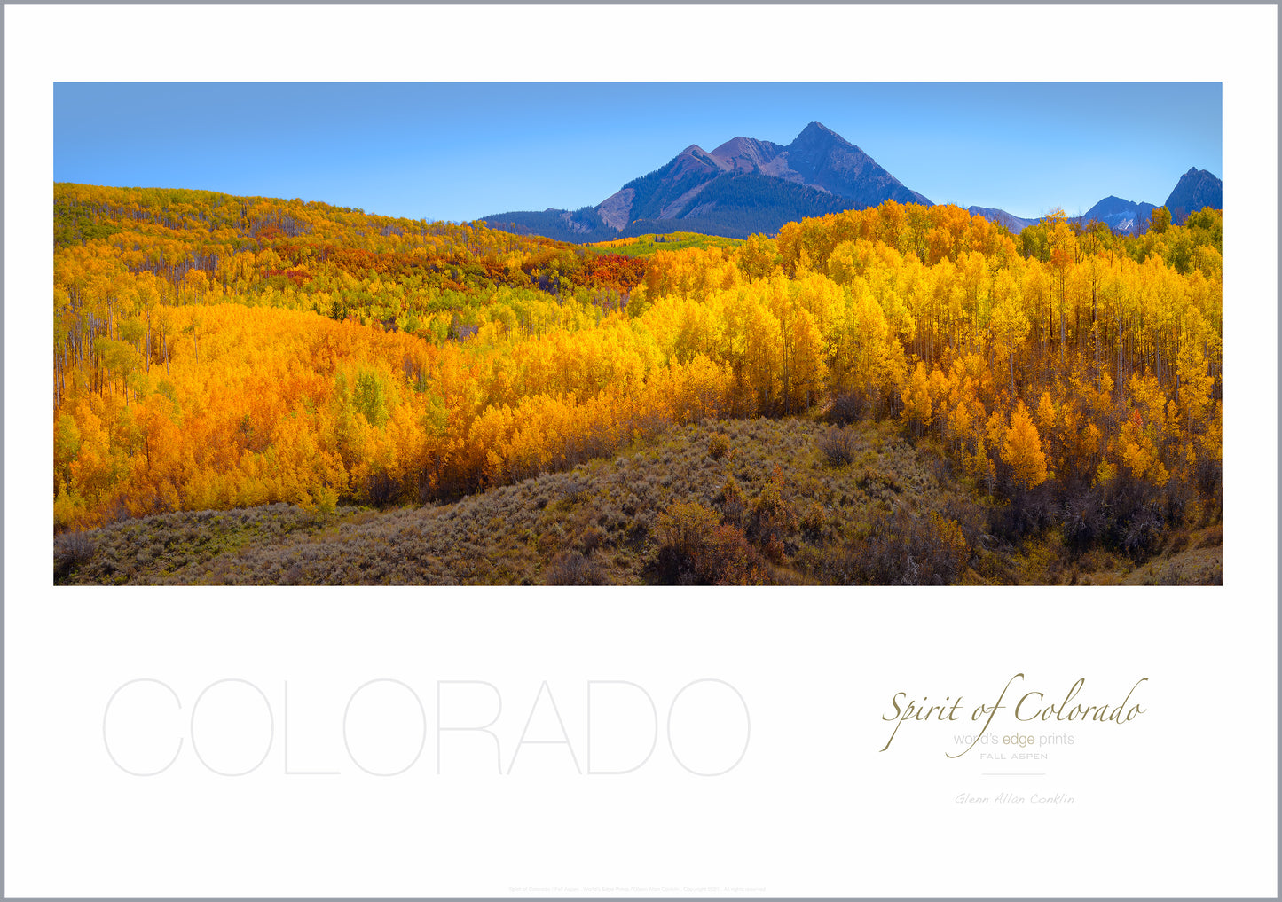 FALL ASPEN / Premium Poster