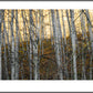 Aspen Grove