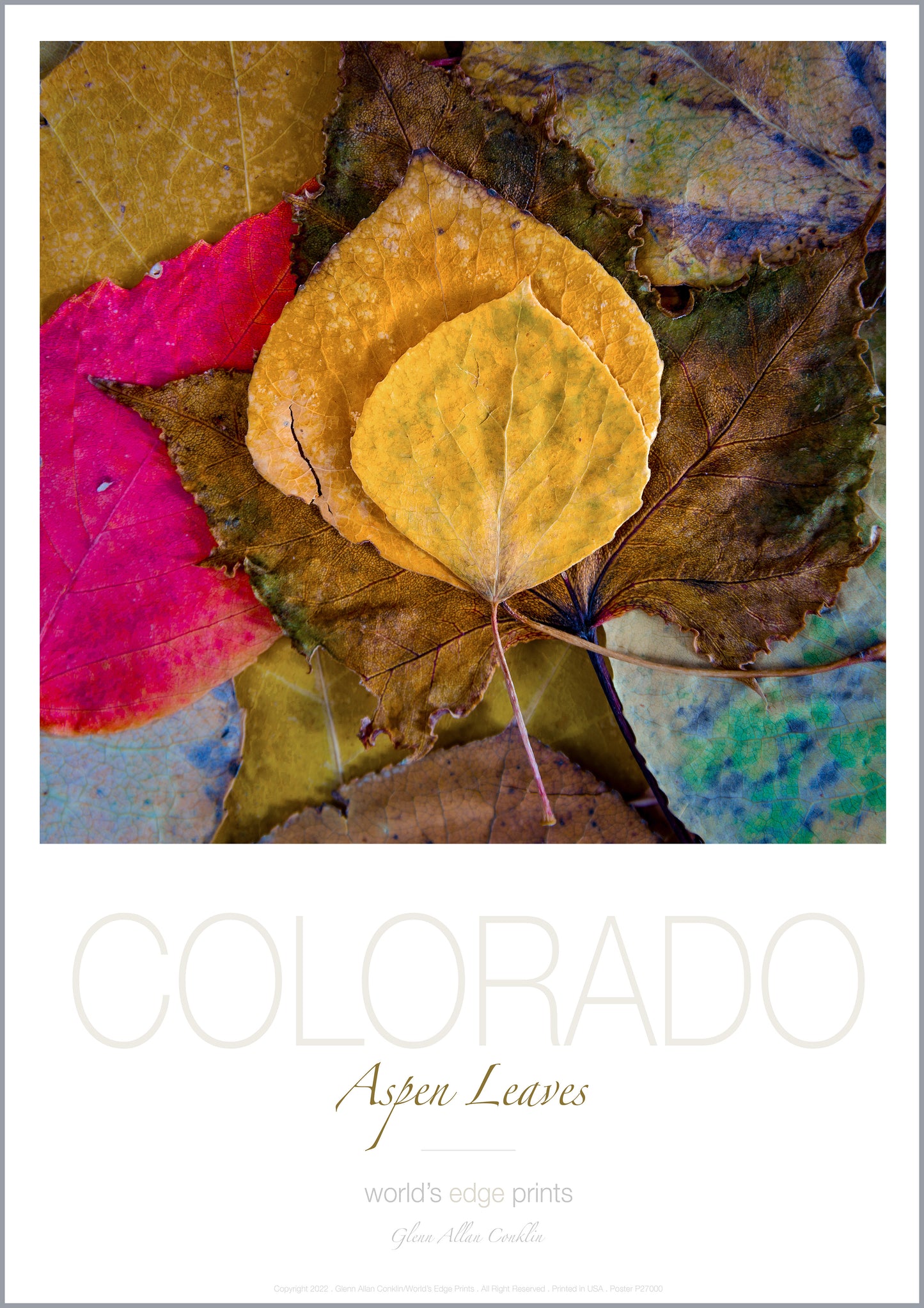 ASPEN LEAVES / Premium Poster