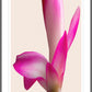 Christmas Cactus I