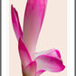 Christmas Cactus II
