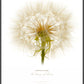 Dandylion