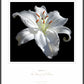 Lilly