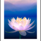 Lotus Moon