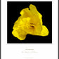 Primrose