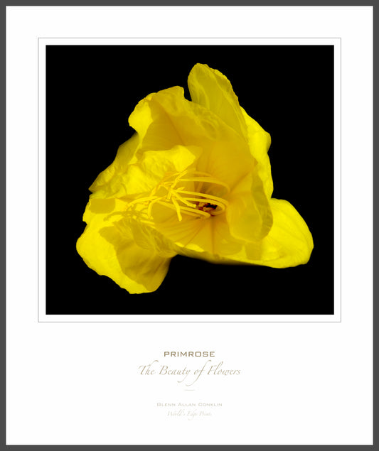 Primrose