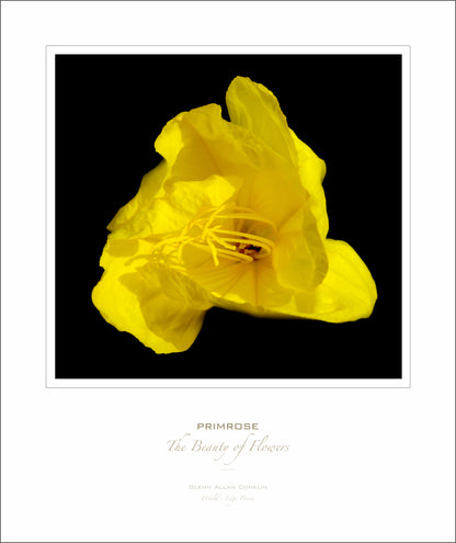 Primrose