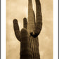 Saguaro
