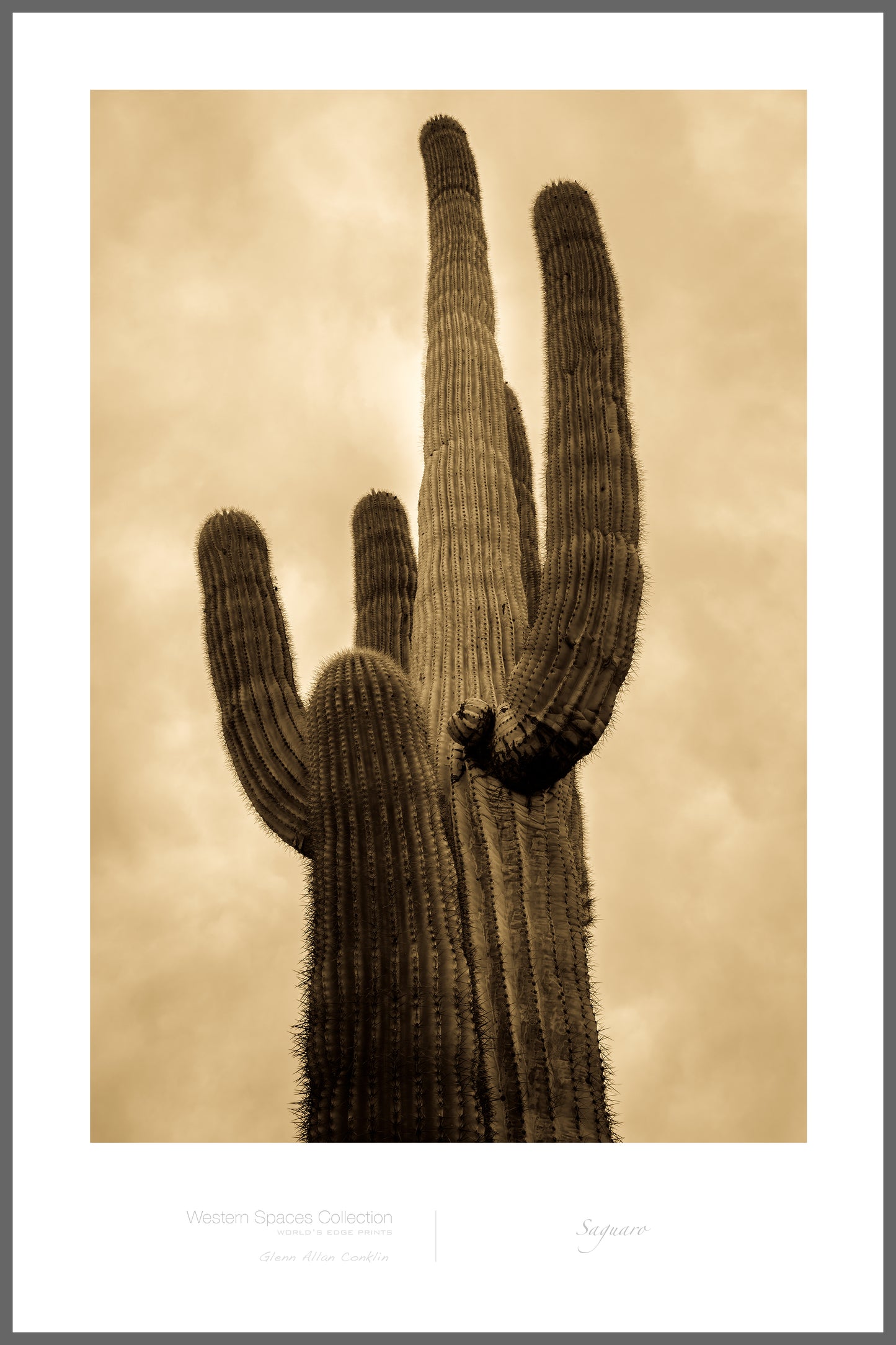 Saguaro