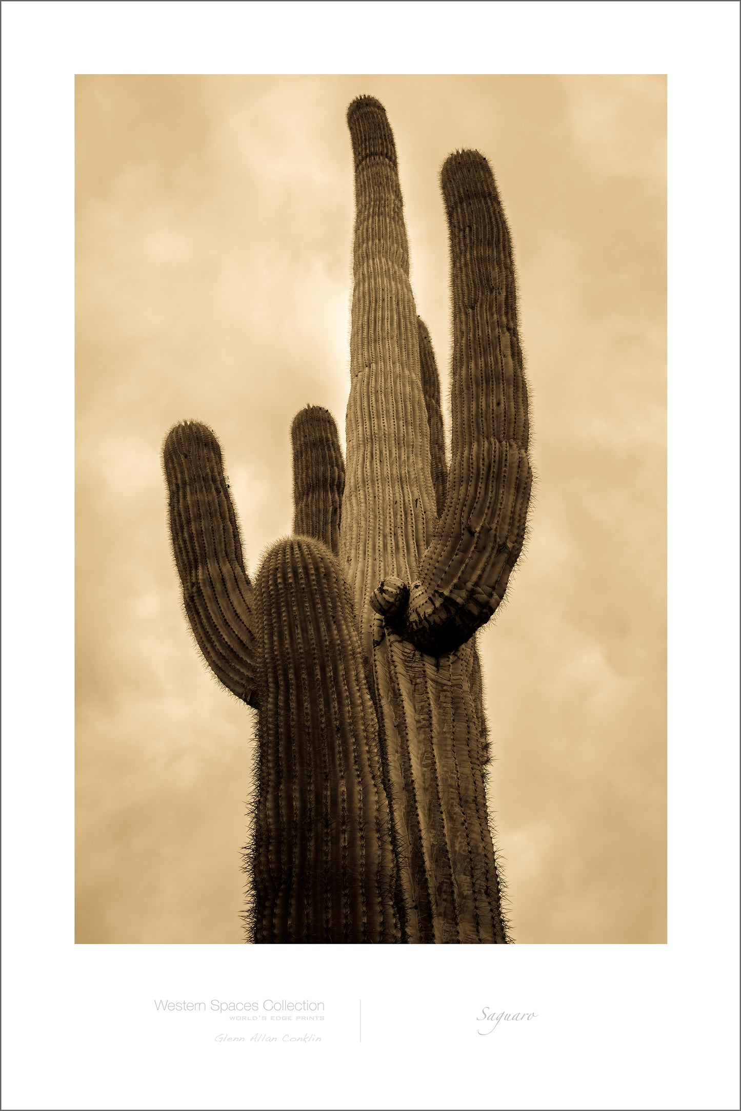 Saguaro