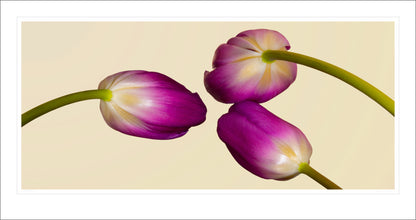 Three Tulips