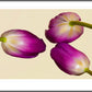 Three Tulips