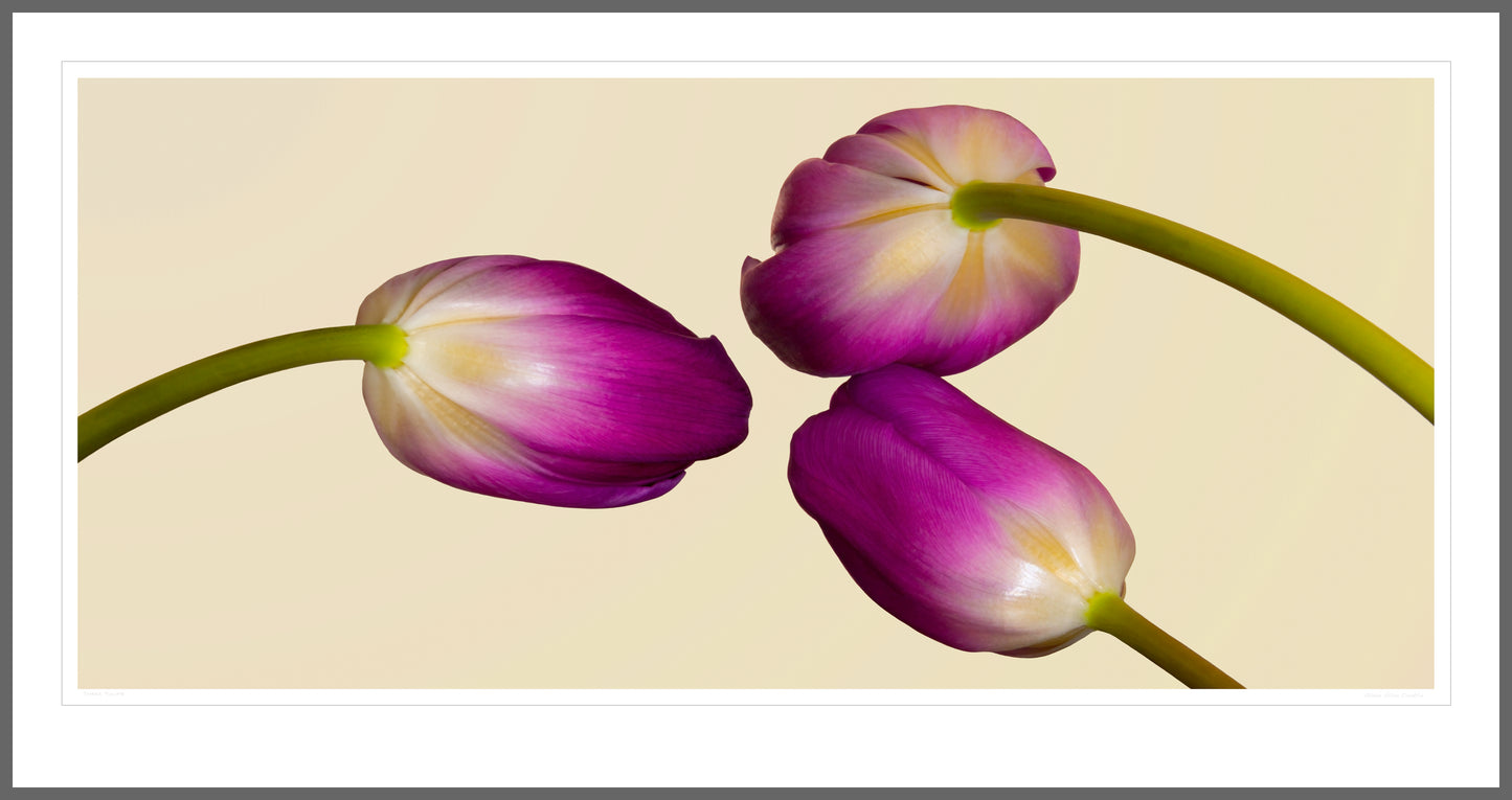 Three Tulips