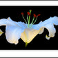 White Lilly