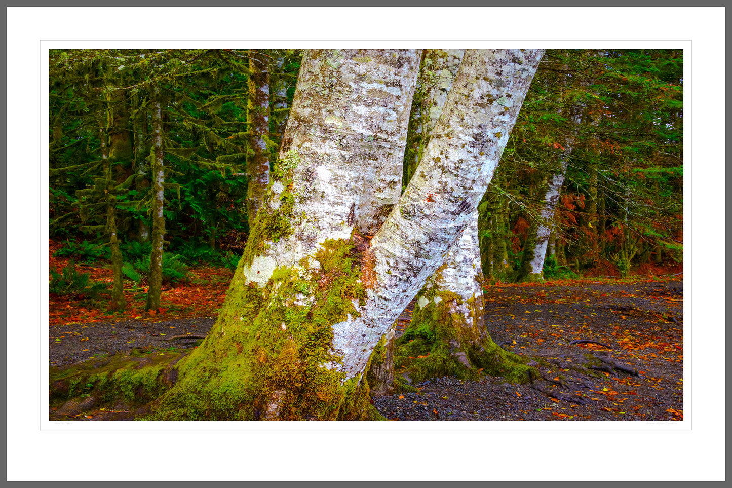 White Tree