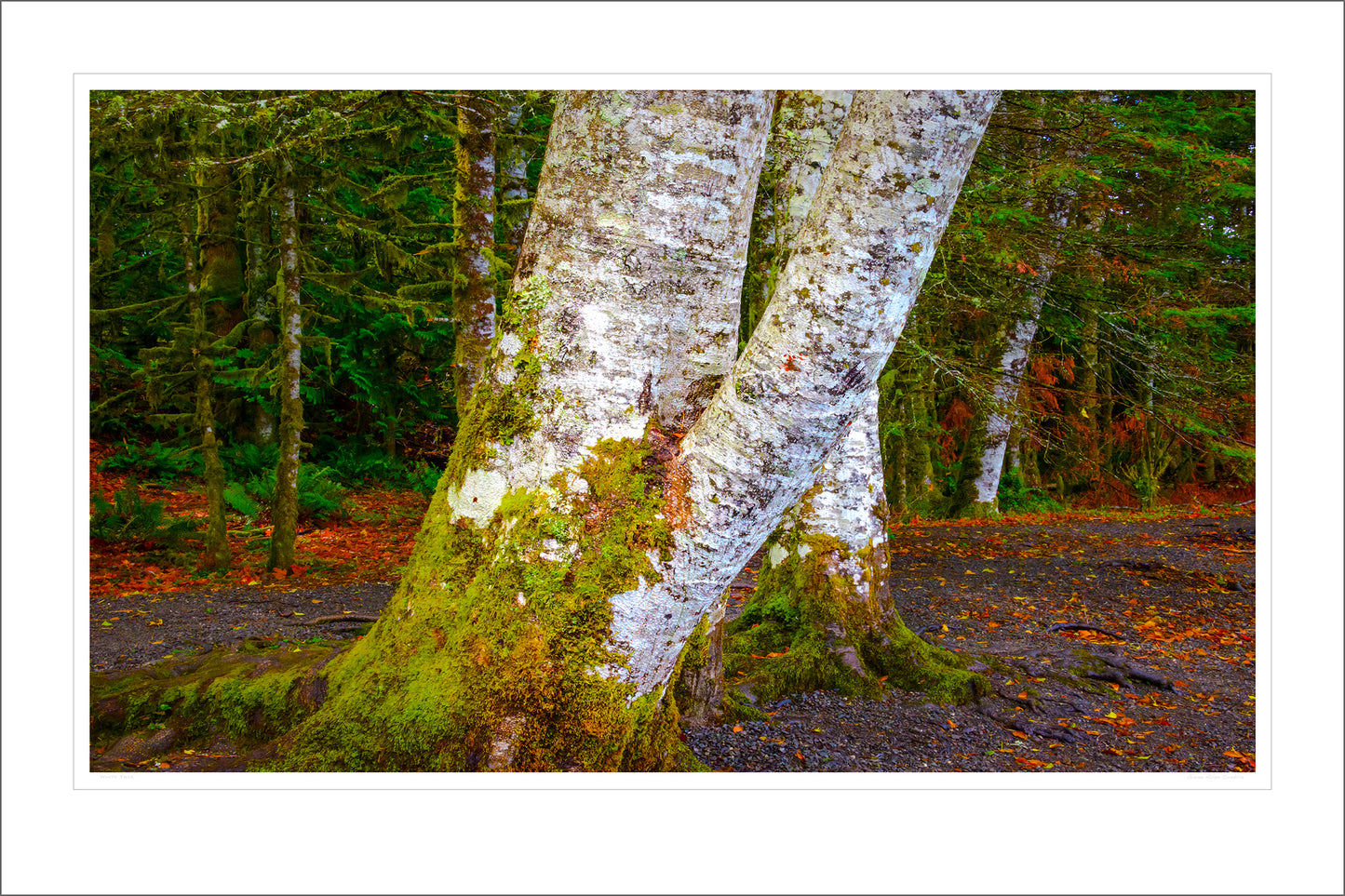 White Tree