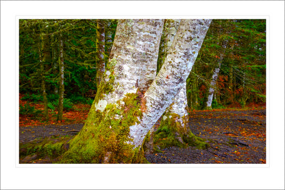 White Tree