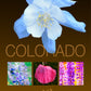 Colorado Wildflowers