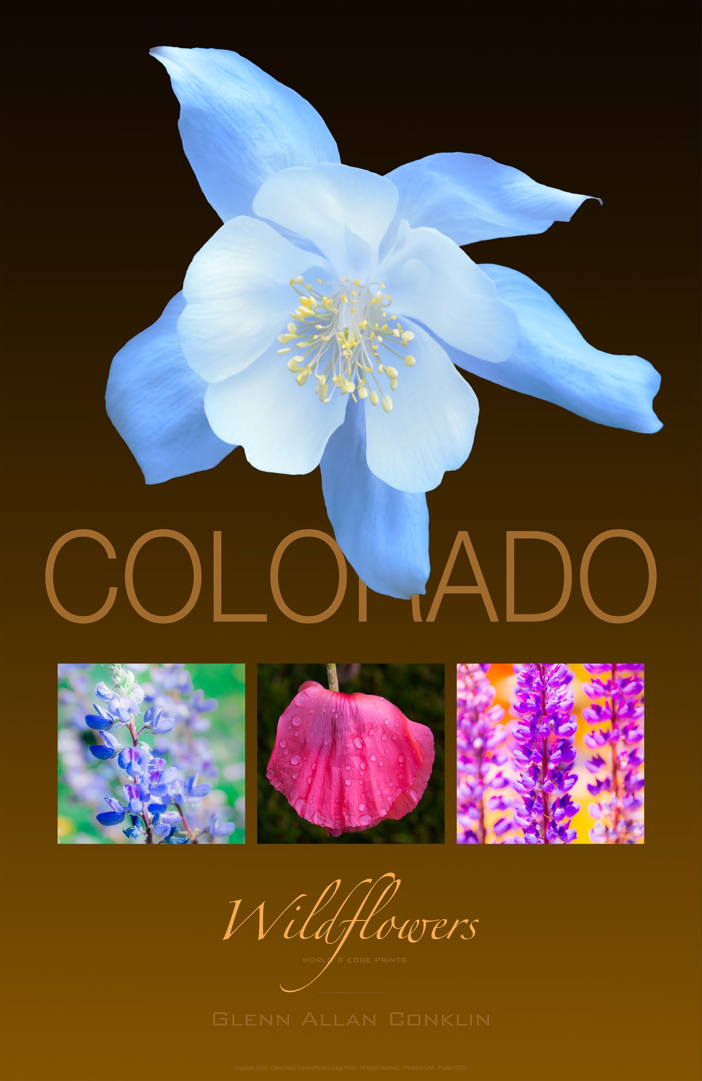 Colorado Wildflowers