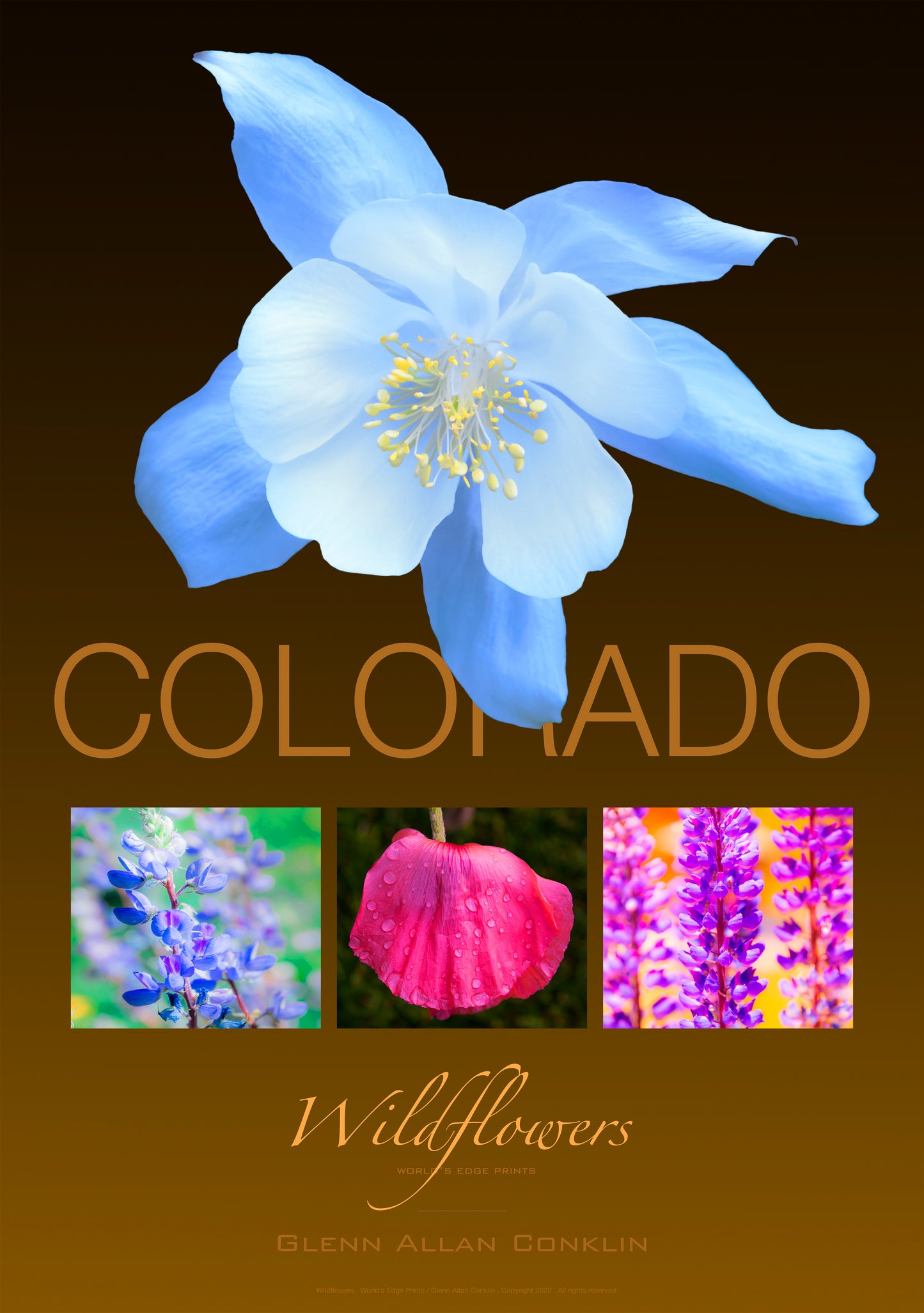 COLORADO WILDFLOWERS / Premium Poster