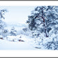 Winter Snow
